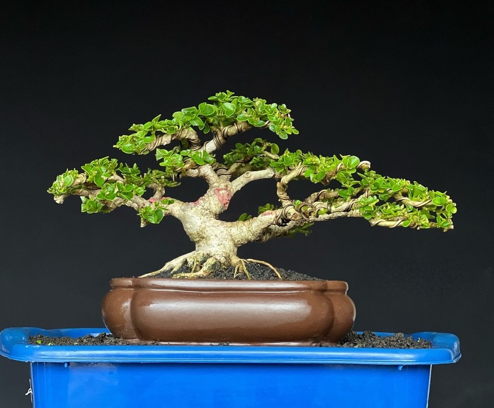 Actual plant Bonsai Premna Microphylla bonsai tree