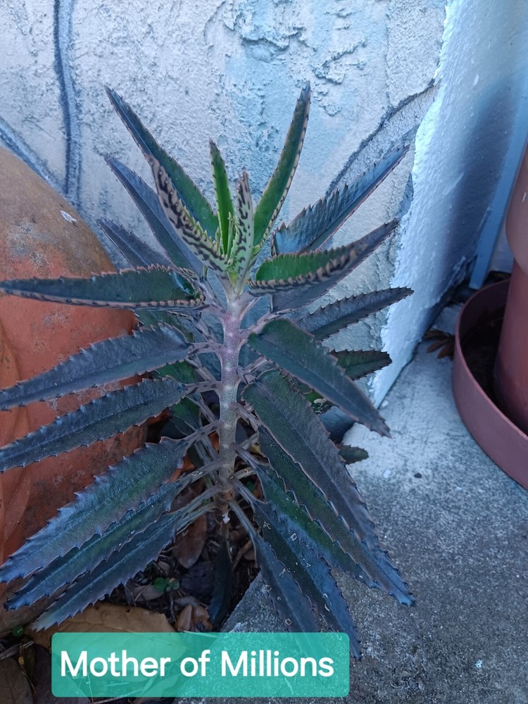 Mother of Millions Succulent Plant - BOGO for limited time-image