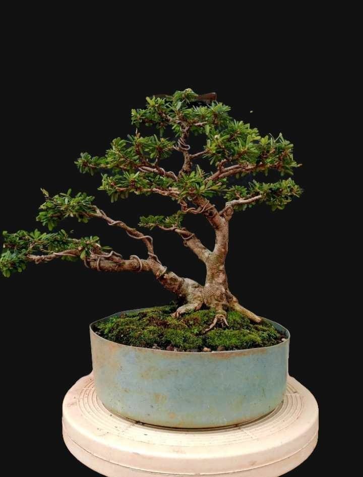 Actual plant Bonsai Desmodium Blue bell super micro- bunjin style bonsai tree