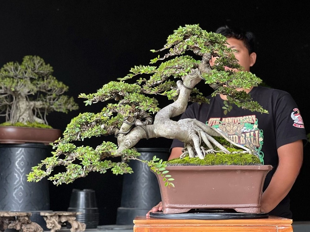 Actual plant Bonsai Ulmus campestris var - microfil bois old bonsai tree