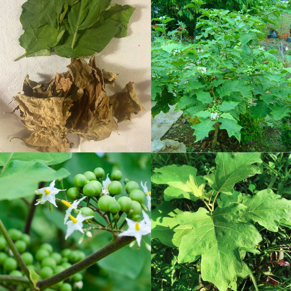 50Og Pure Organic Turkey Berry Leaves Sun Dried (Solanum Torvum) Natural Leaf