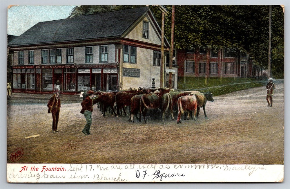 Antique 1906 Maine Cattle Postcard Town Square Fountain Vintage UDB V18