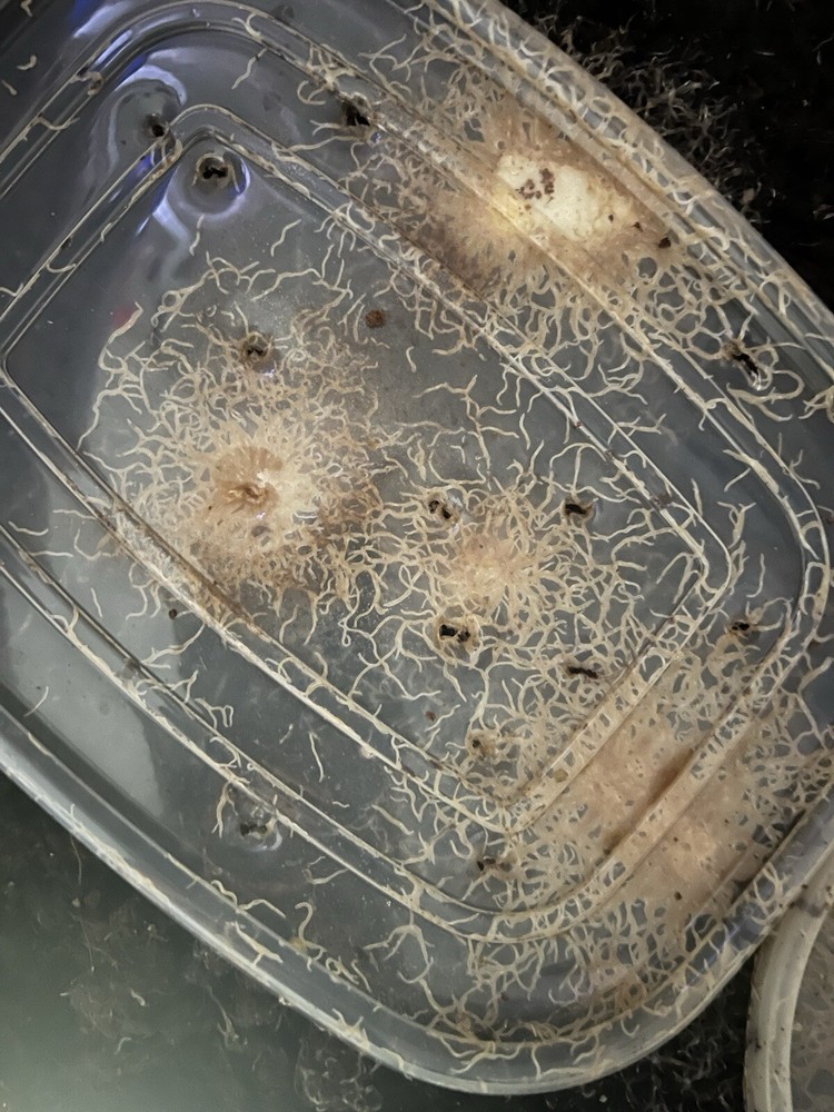 2 oz Grindal Worm Culture Starter! (Enchytraeus buchholzi) Live fish food!