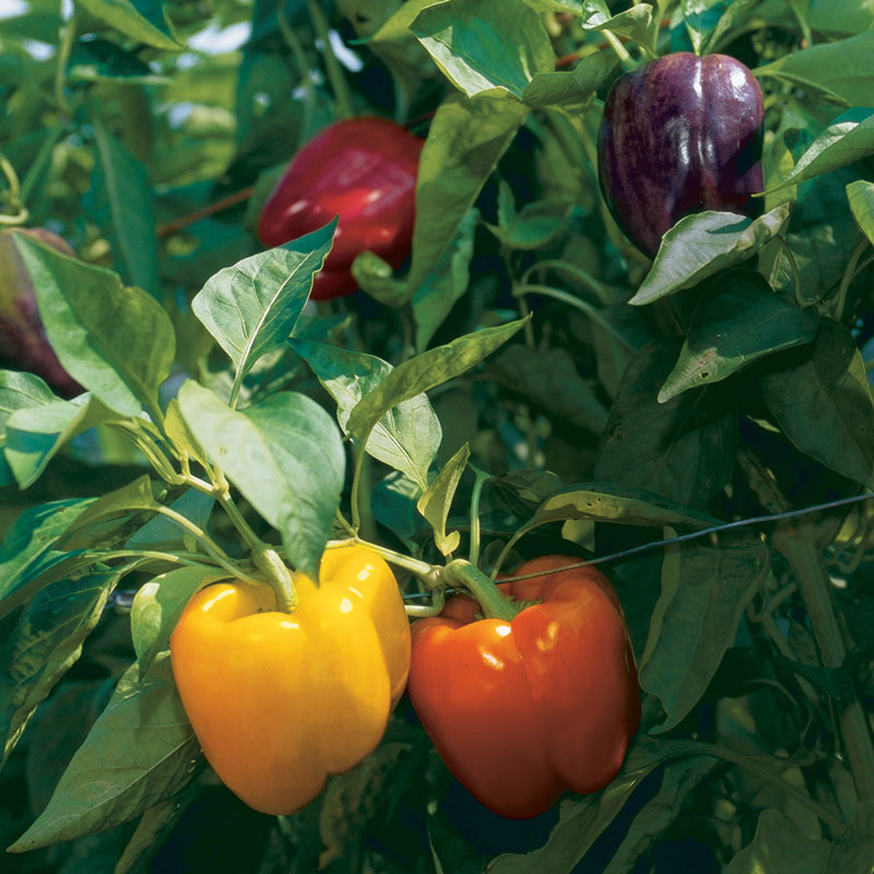 Rainbow Bell Pepper Seeds, Capsicum anuum, NON-GMO, Variety Sizes, FREE SHIPPING