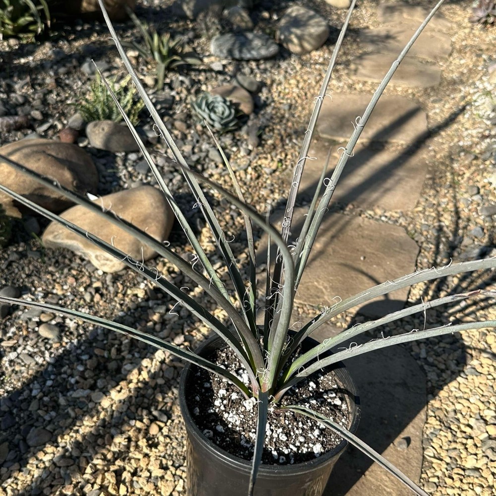 Hesperaloe parviflora 'Red Yucca' Live Rooted Succulent in 1 gal Container