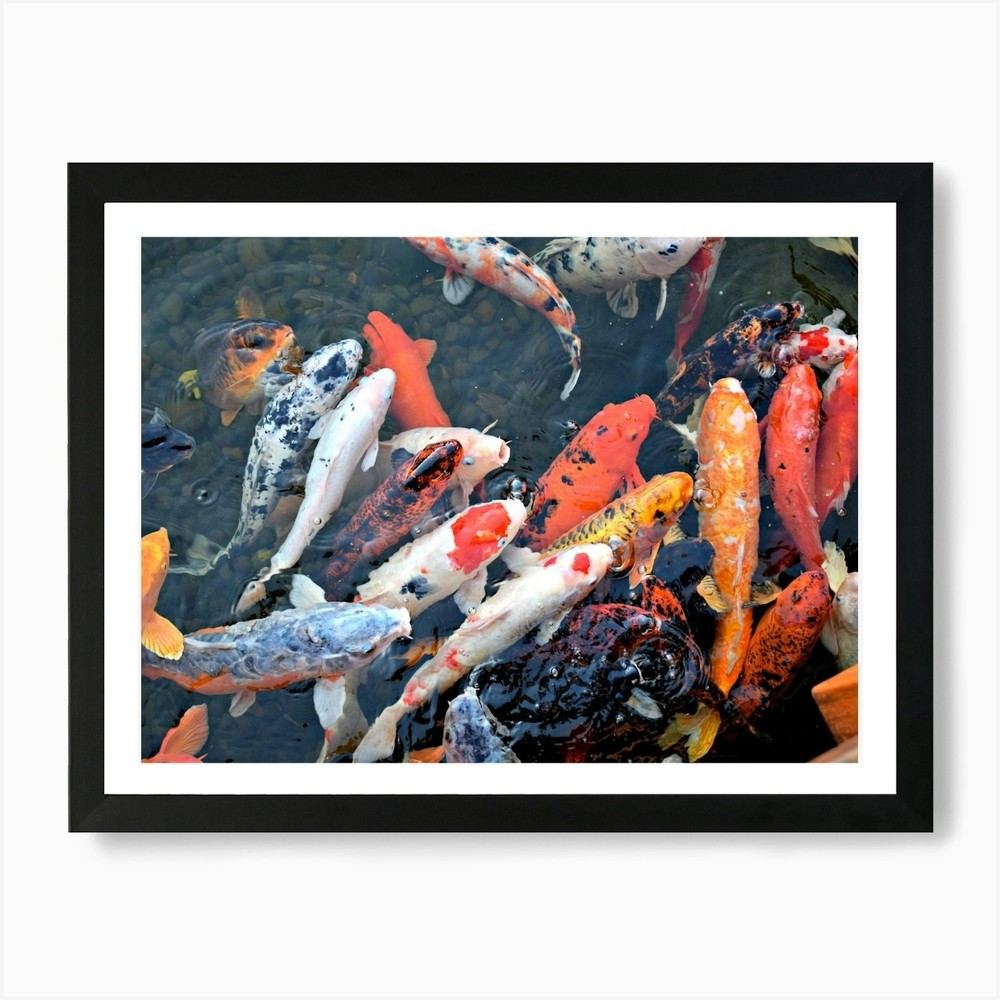 Koi Pond Art Print Framed Wall Art Poster Canvas Print Picture