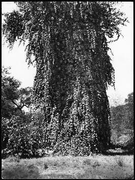 Enormous Wild Grapevine Grown Up And Around Large Tree 1898 Califo - Old Photo