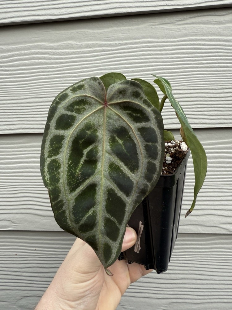 Anthurium Super Silver Blush x Variegated Arnold Schwarzenegger Plant