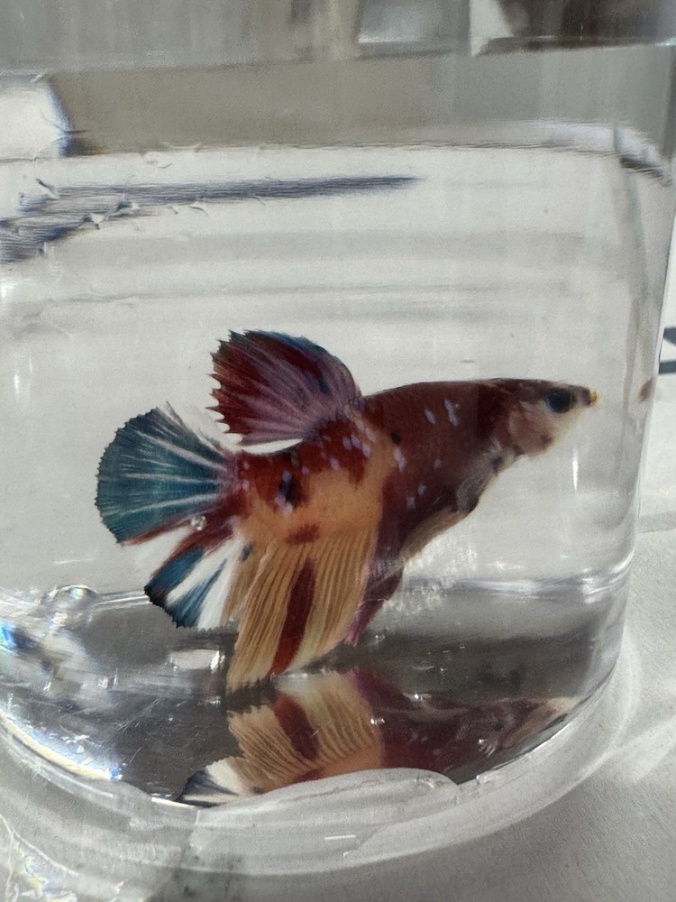 Live Betta fish Male GalaxyKoi  Blue Orange & Red