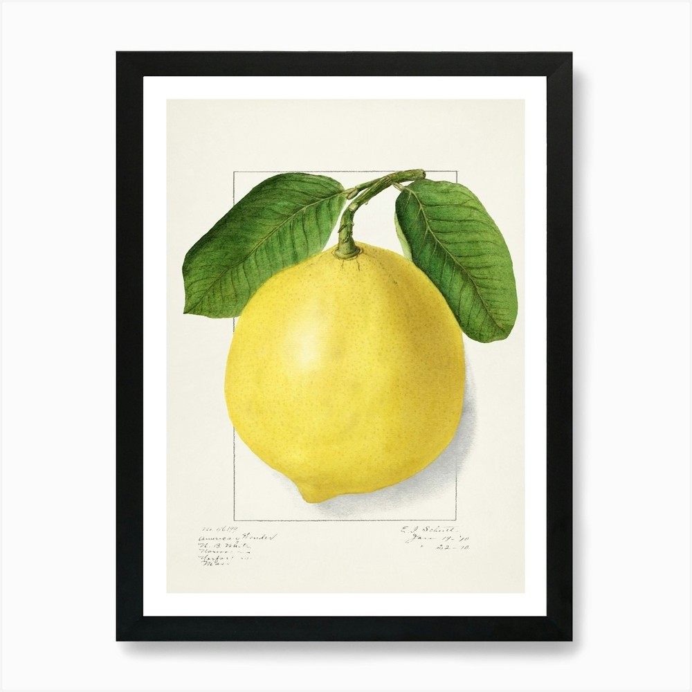 Lemon Art Print Framed Wall Art Poster Canvas Print Picture