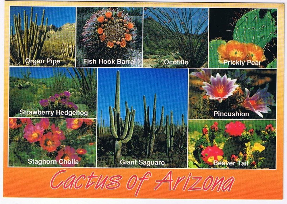 Discover Arizona’s Iconic Cacti – Organ Pipe, Fish Hook, and Beaver Tail Postcard