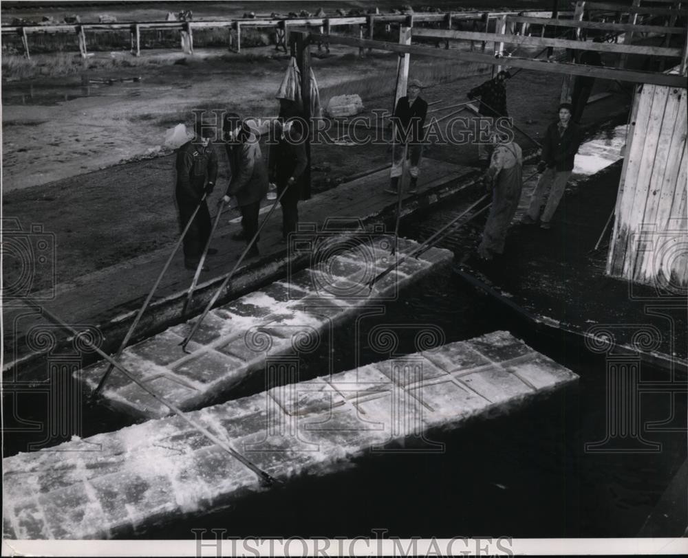 1951 Press Photo Ice Broken Into Individual Cakes Fed on Conveyor to Storage