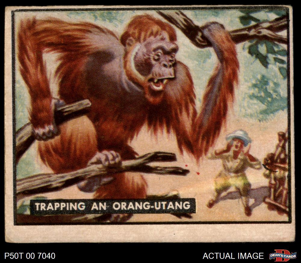 1950 Topps Bring Em Back Alive #92 Trapping An Orang-Utan Card - Good Condition