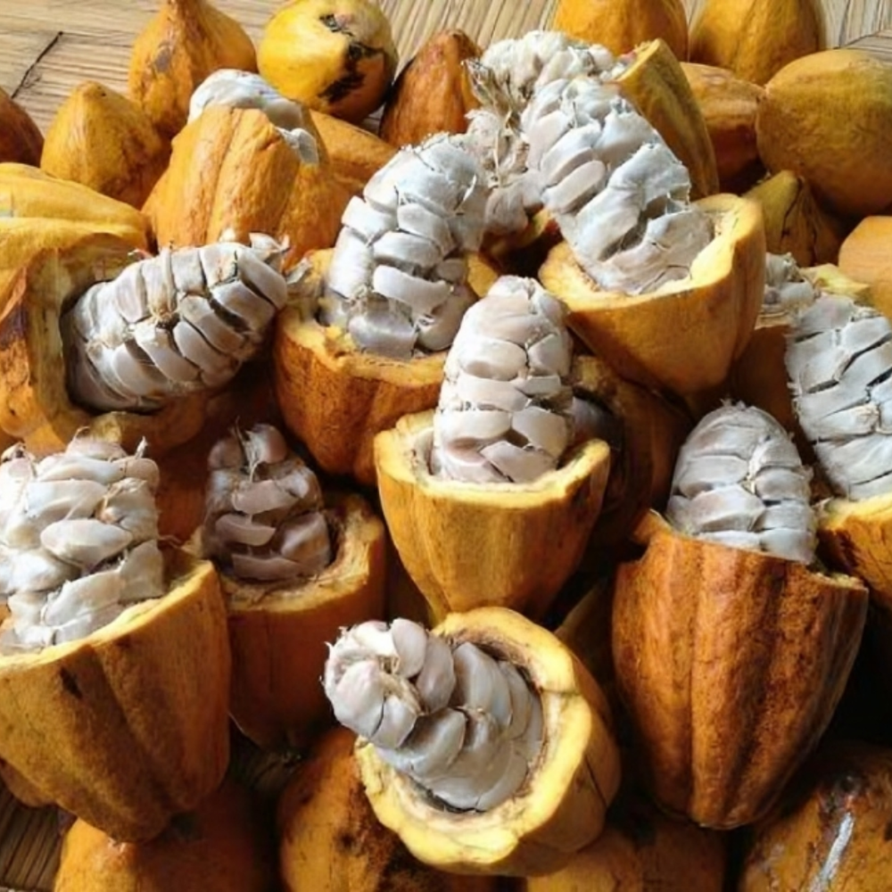 Cocoa Seeds for Planting ( Theobroma Cacao) Organic Chocolate Tree immunity mood