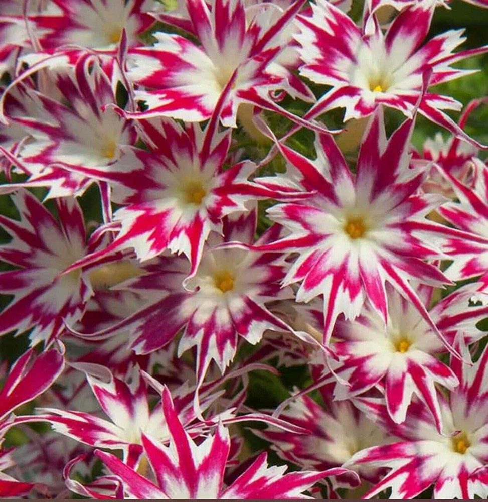 20 кивающих семян мухи цветок бабочка магнит для весенней летней мяты перечной