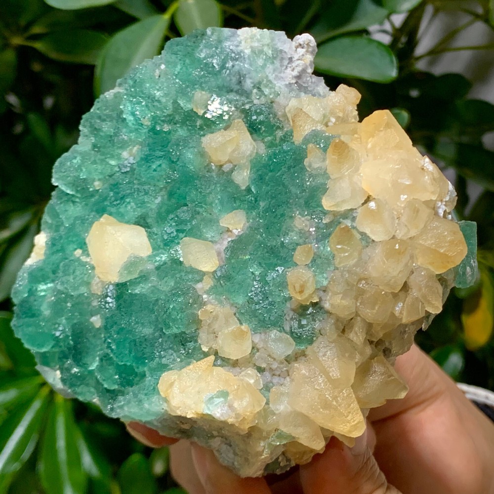 1.87LB Rare Transparent Green Cubic Fluorite Crystal Specimen from China