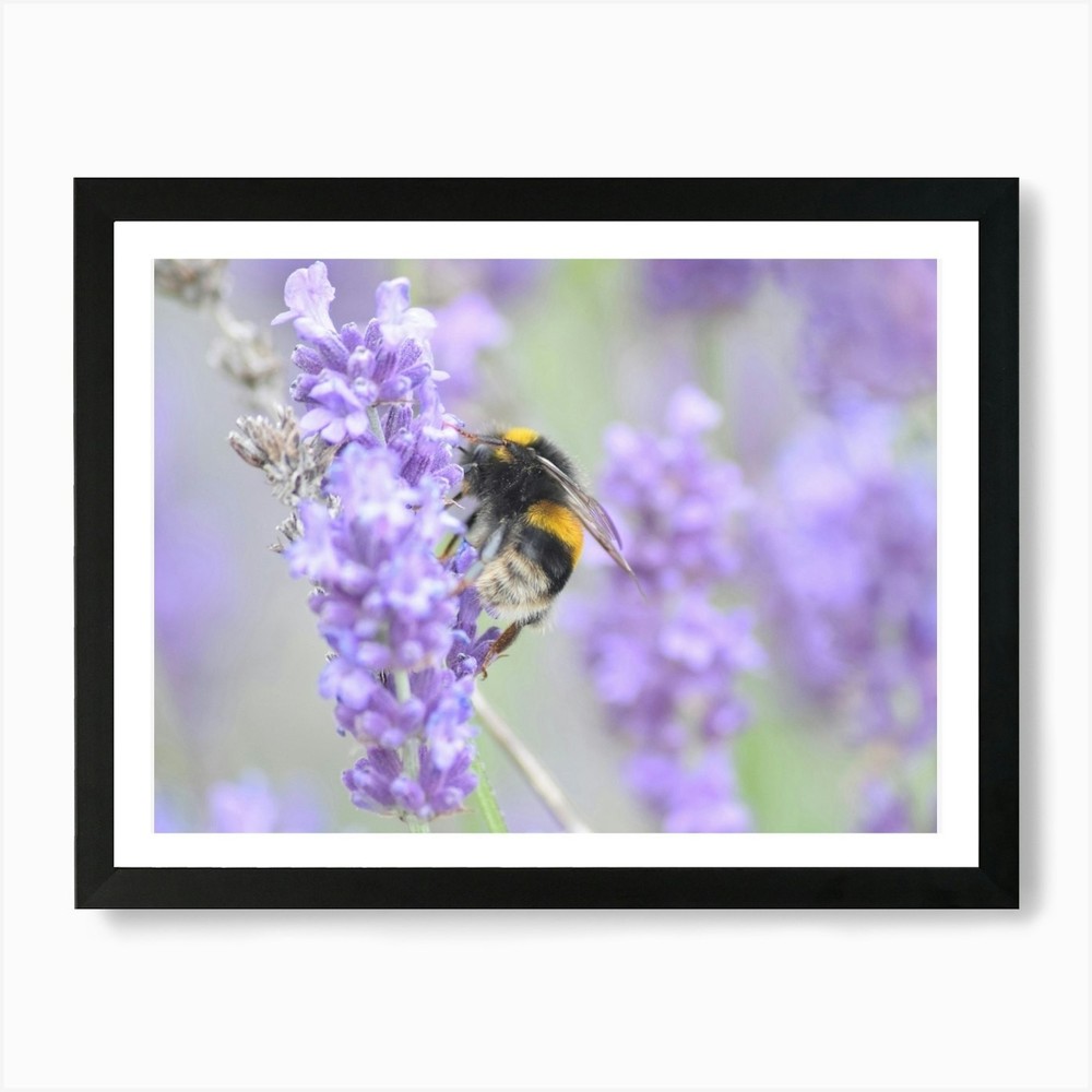 Bee On Lavender 7 Art Print Framed Wall Art Poster Canvas Print Picture