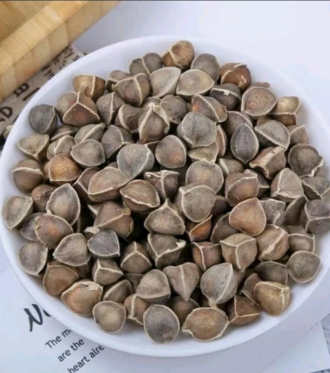 20 Moringa Seeds,  Moringa Oleifera Seed, Non-GMO, Drumstick Tree, Hat Chum Ngay