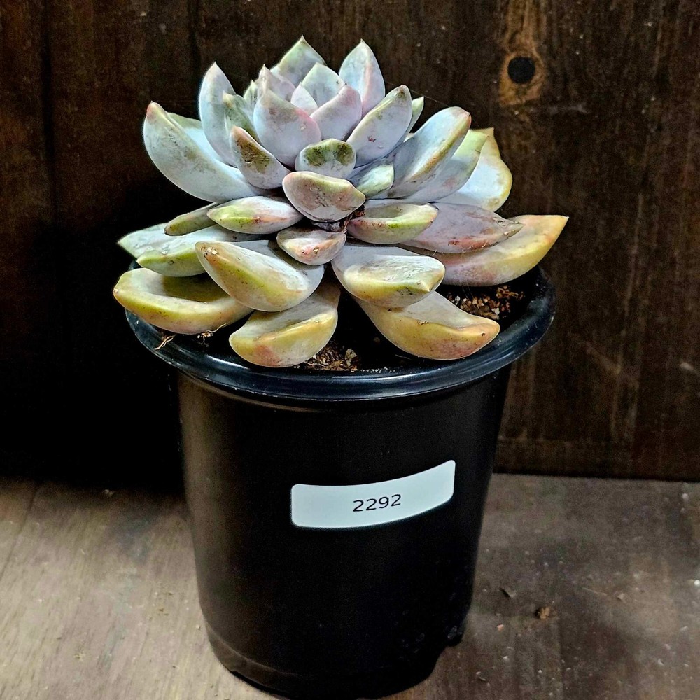 Echeveria in a 4