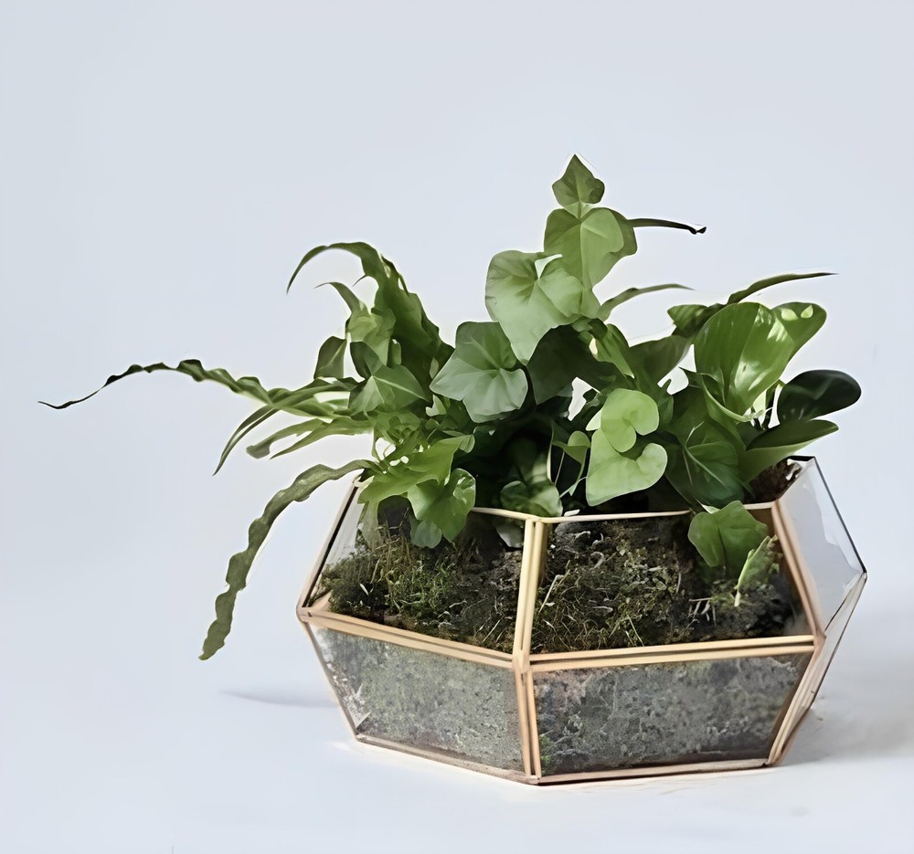Clear Glass Terrarium Planter for Succulents 12x3.5 Inch Home Decor Free Shipping