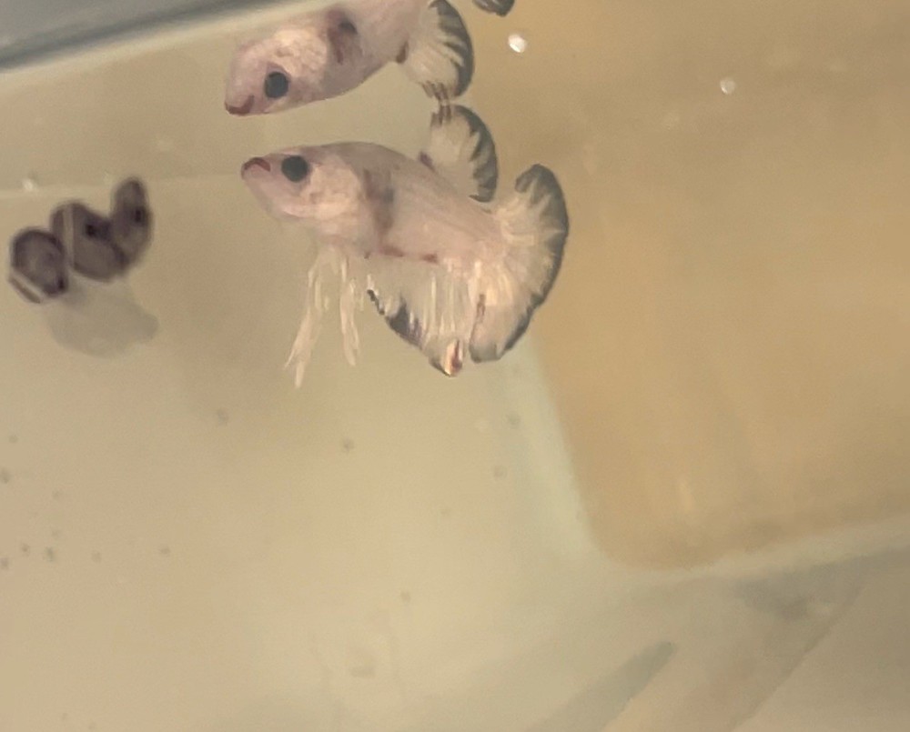 Marble Betta Fish for Your Aquarium