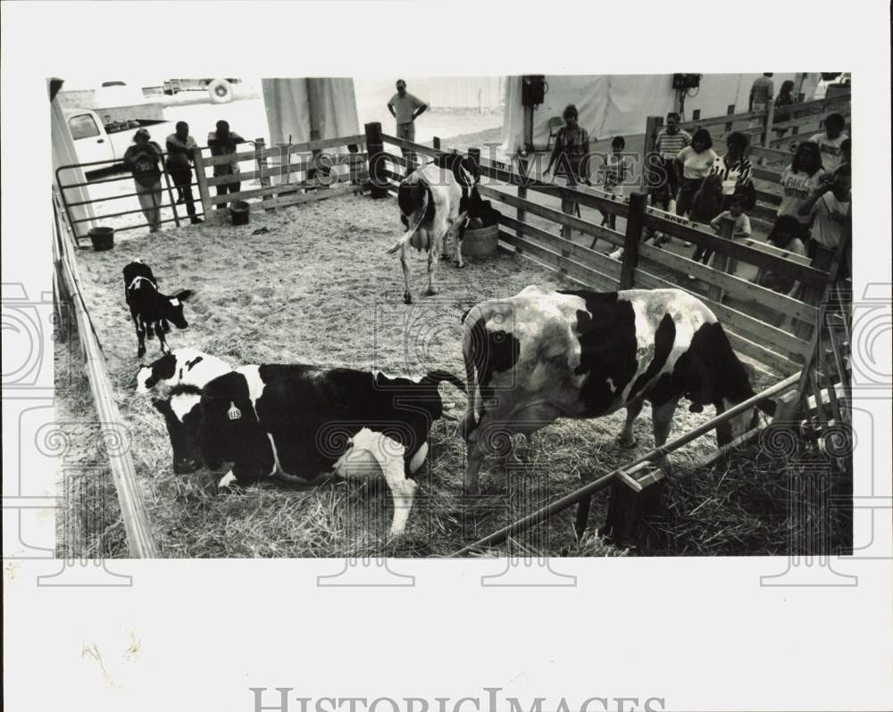 1990 Press Photo Cow giving birth as crowd looks on at Youth County Fair