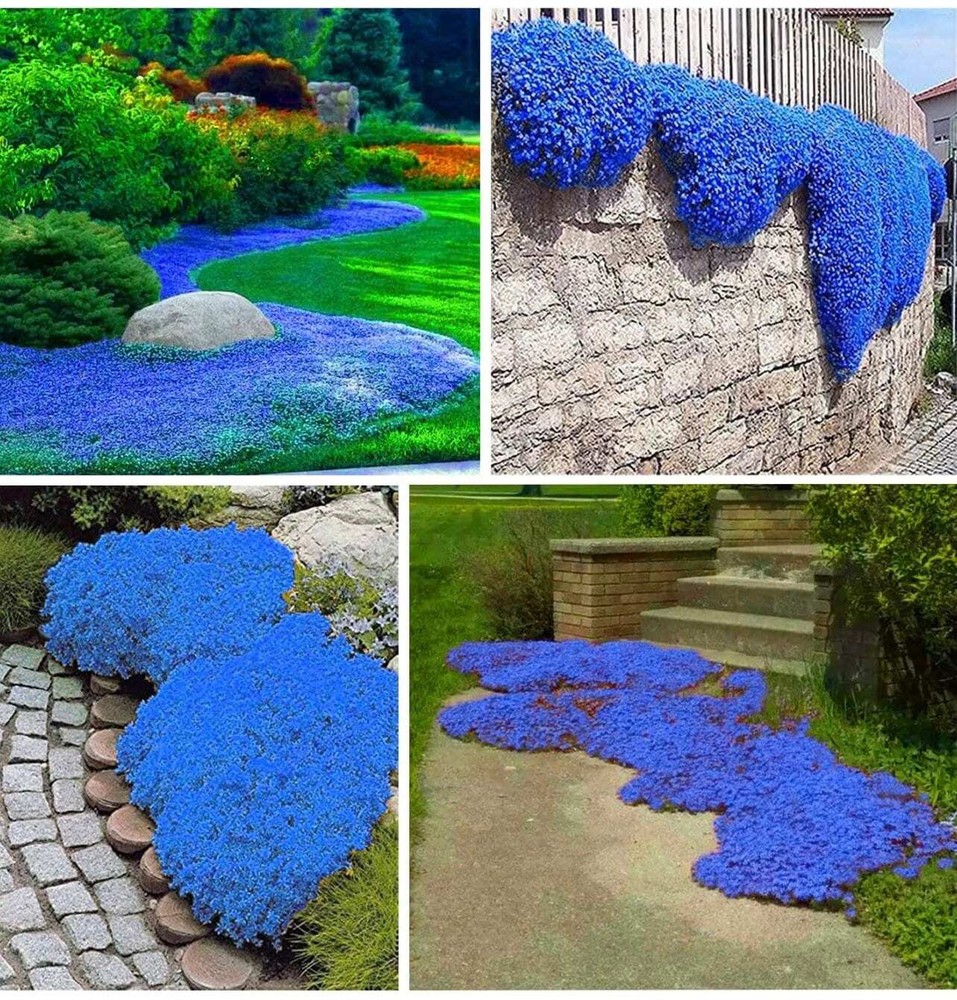 20+ seeds Creeping Thyme Thymus Serpyllum Heirloom, Ground Cover Plants Easy to