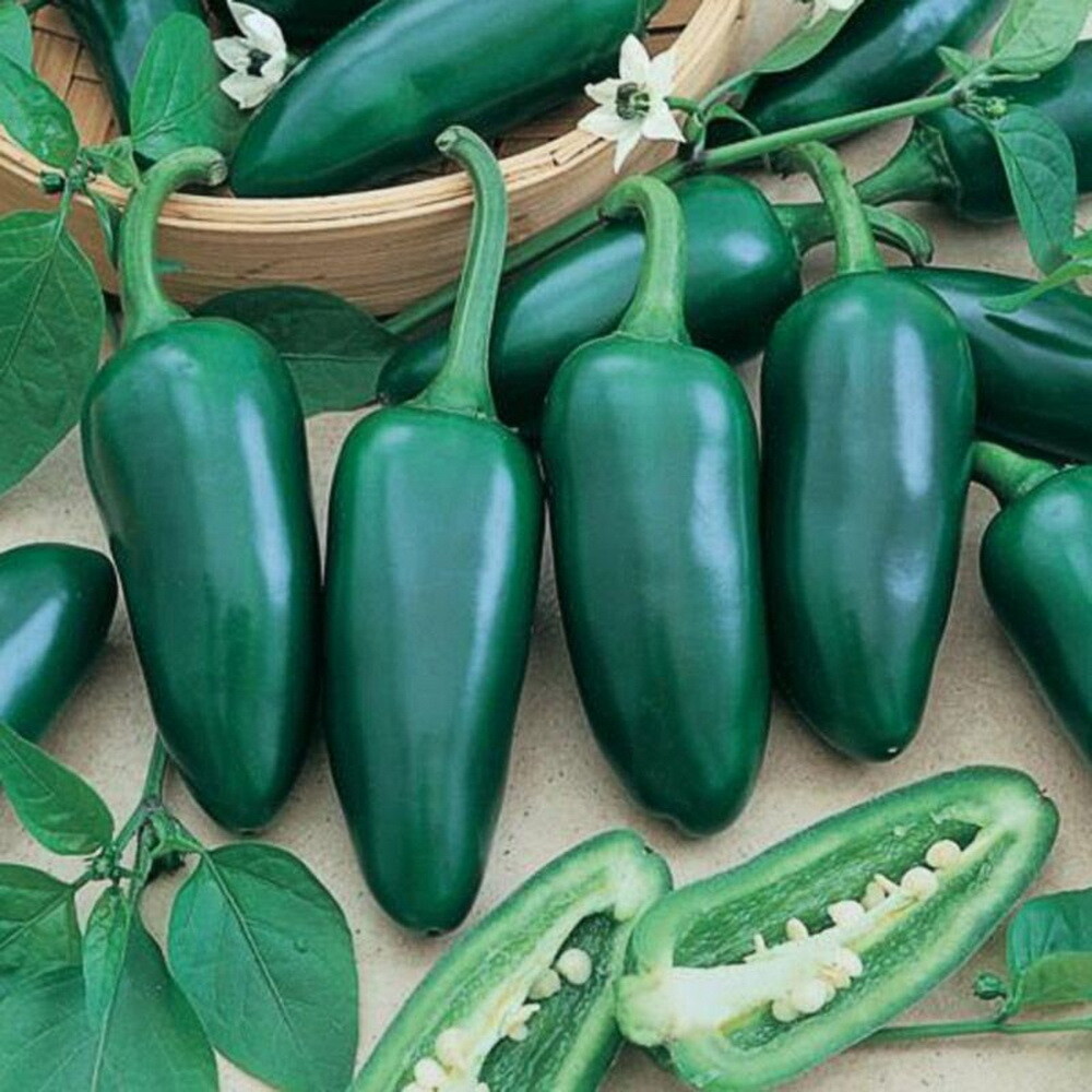 Hot Jalapeno Pepper Seeds Early Heirloom - Non-GMO, FREE SHIPPING