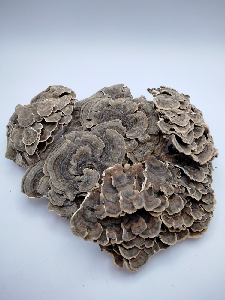 Dried Turkey Tail Mushroom, Whole (Trametes versicolor)