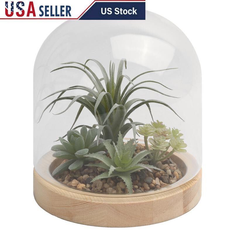 Faux Succulent Terrarium in Glass Cloche with Natural Wood Base for Indoor Tabletop Decor