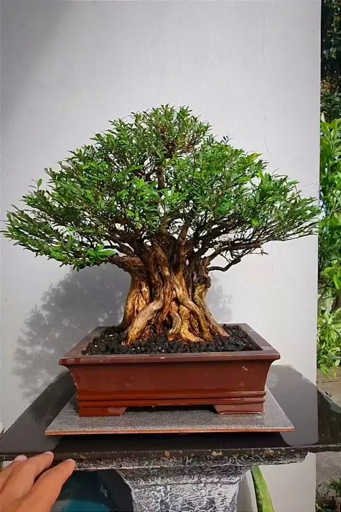 Old Bonsai Tree Phyllanthus Myrtifolius with Natural Character and Mature Growth