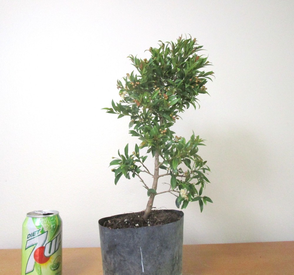 Dwarf Brush Cherry for Stunning Mame Shohin Bonsai with Unique Flowers