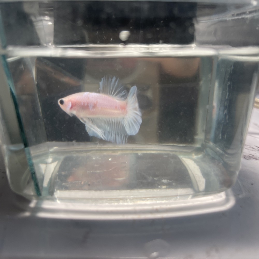 Betta Samurái Blanco ￼