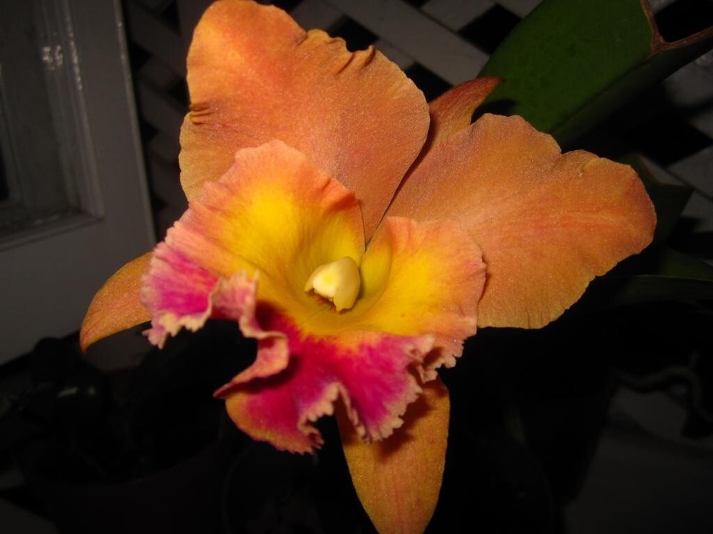 (176a3) Pot.Hawaiian Thrill 'Paradise'        young plant