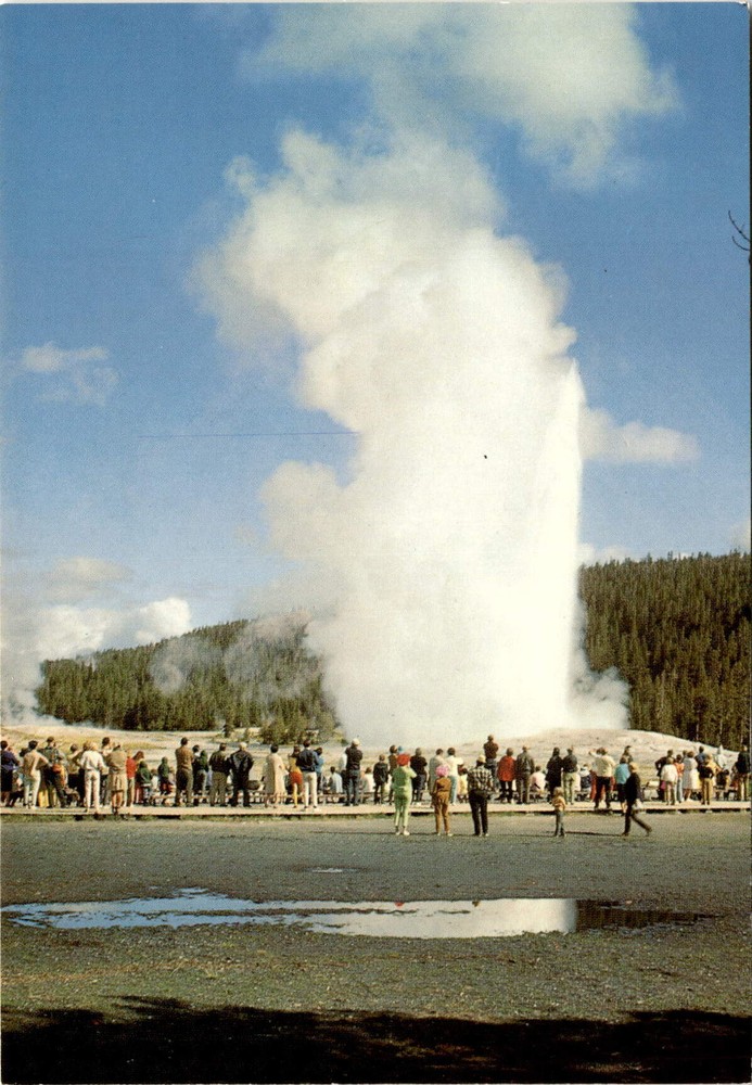 Old Faithful Geyser, Yellowstone National Park, Hamilton Stores Inc. Postcard