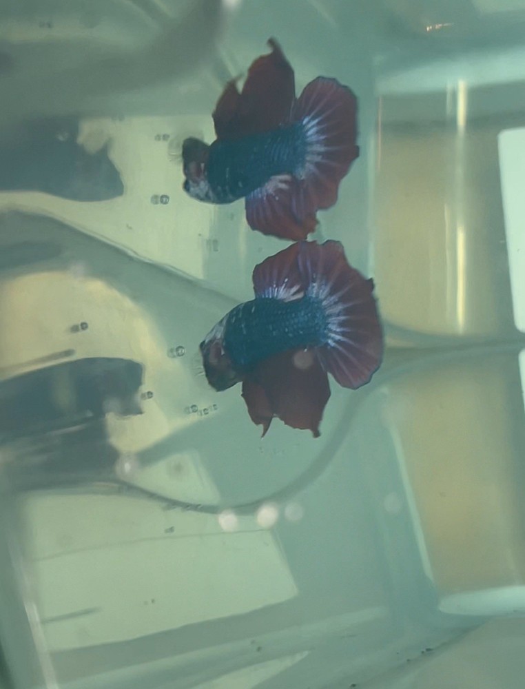 Vibrant Betta Fancy 33 Gallon Aquarium Kit