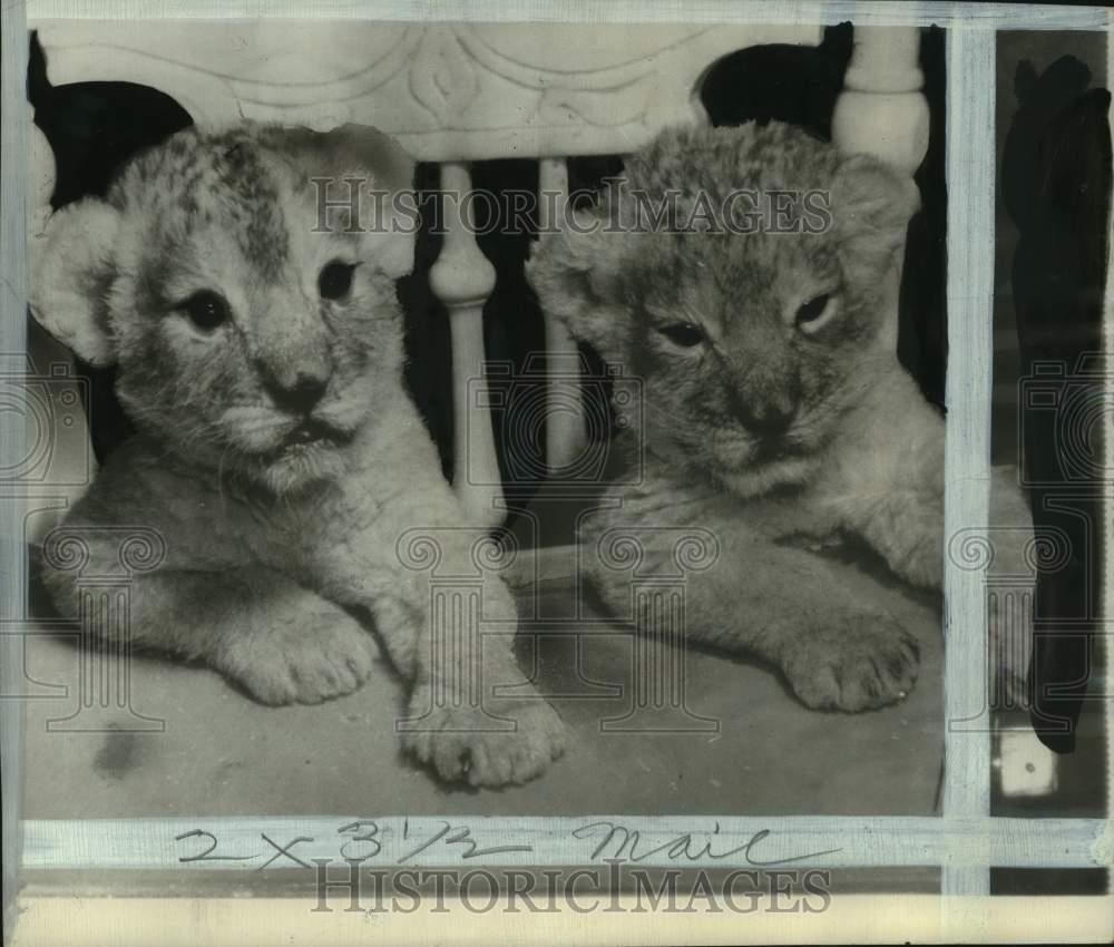 1944 Press Photo Lion cubs in San Francisco's Fleishhacker Zoo, California