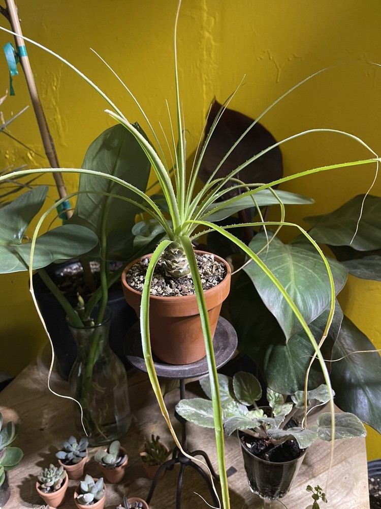 Puya Mirabilis Bromeliaceae Live Plant Home Garden Rare