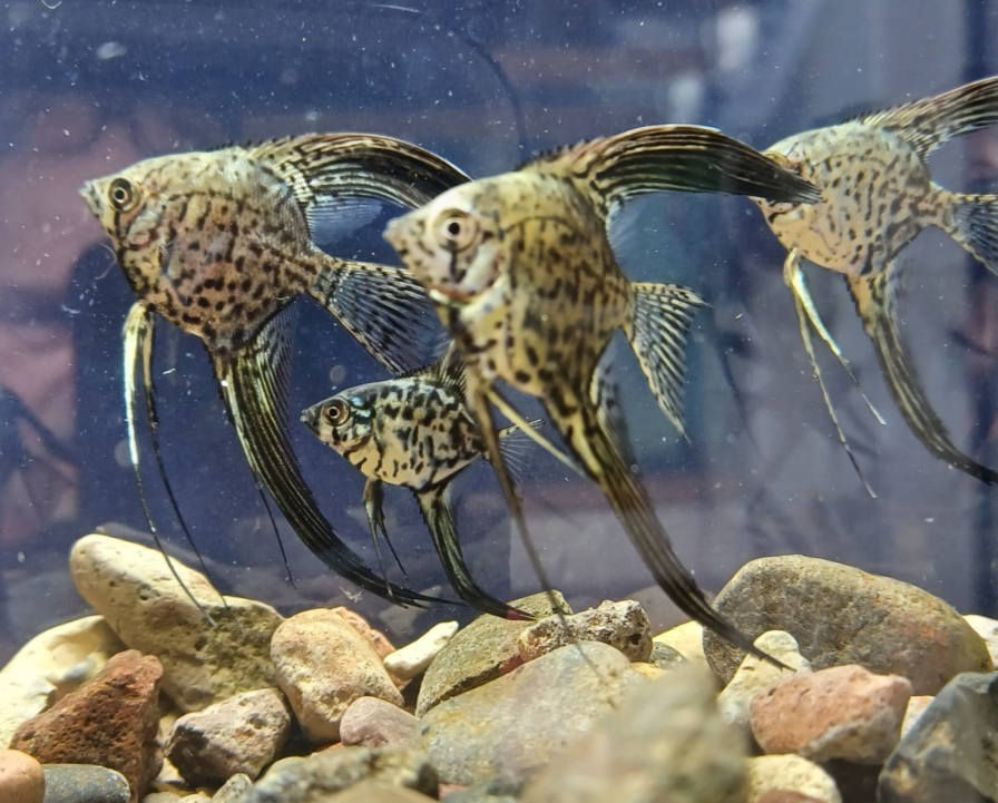 2 blue leopard snakeskin veiltail angel fish nickel body size