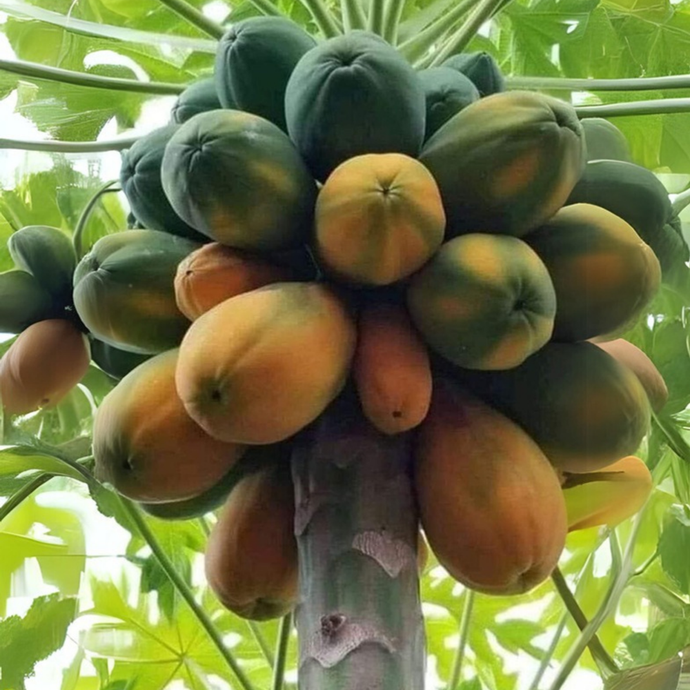 Organic Ceylon Papaya Seeds for Planting – Gas Labu, Mamona Pawpaw Carica Dried