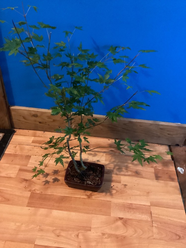 5-Year-Old Japanese Maple Acer Palmatum Bonsai Tree