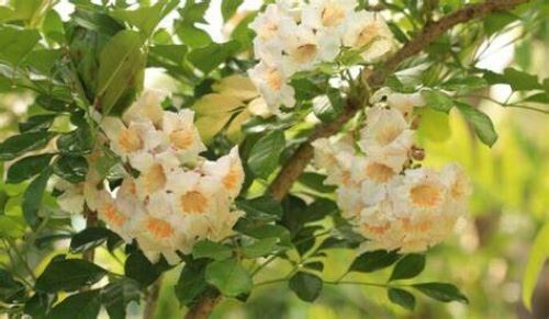 Radermachera sinica ( China Doll ), 25 seeds