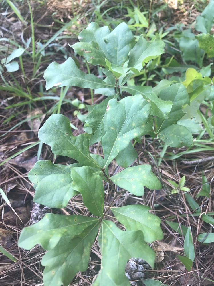 8 Live White Oak Tree Seedlings 6-10