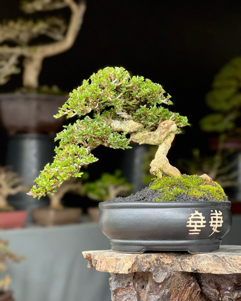 Actual plant Bonsai Serissa foetida super micro bonsai tree bonsai