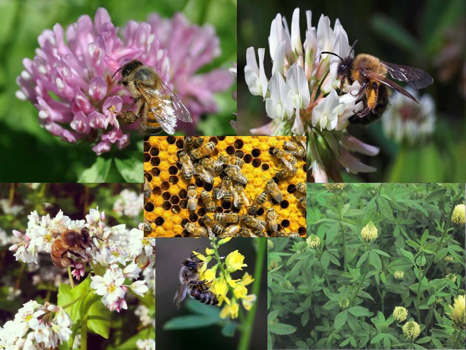 Honey Bee Mix Seeds - Pollinator Blend - C19