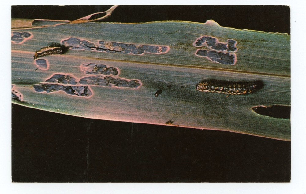 Armyworms Sevin Insecticide Business Advertising Postcard