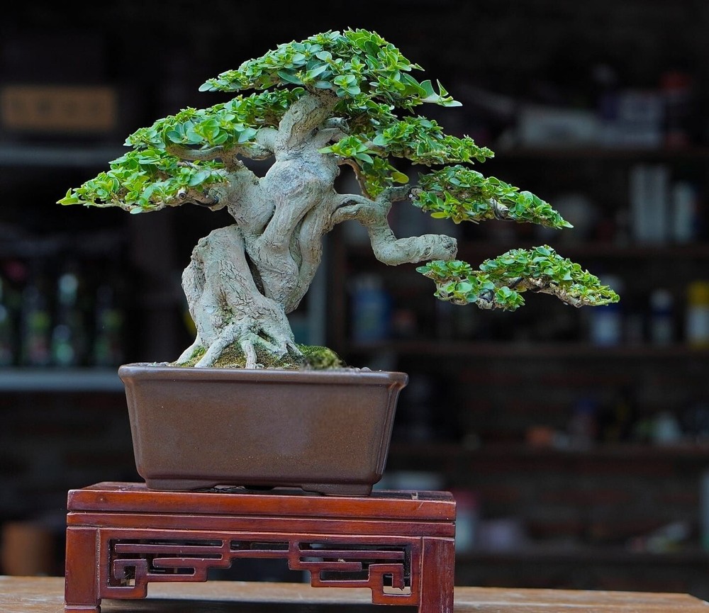 Actual plant Bonsai Premna macropilla bonsai tree free phitosanitary