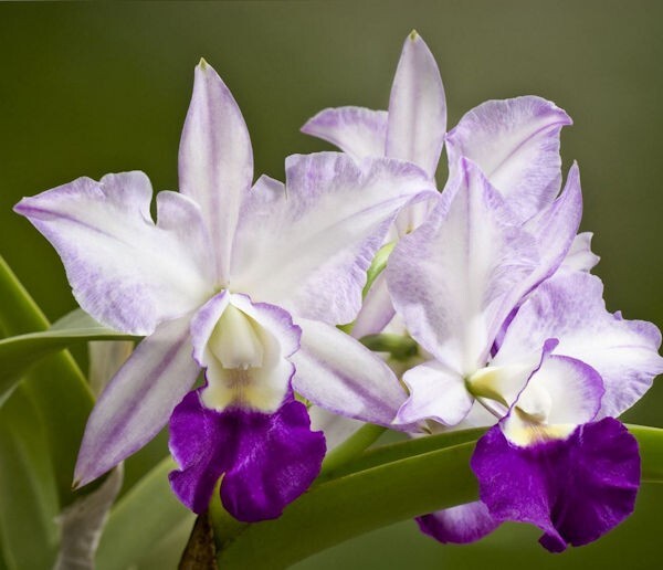 Cattleya Lc Mem Robert Strait 'Blue Hawaii' Live Orchid Plant 2B9