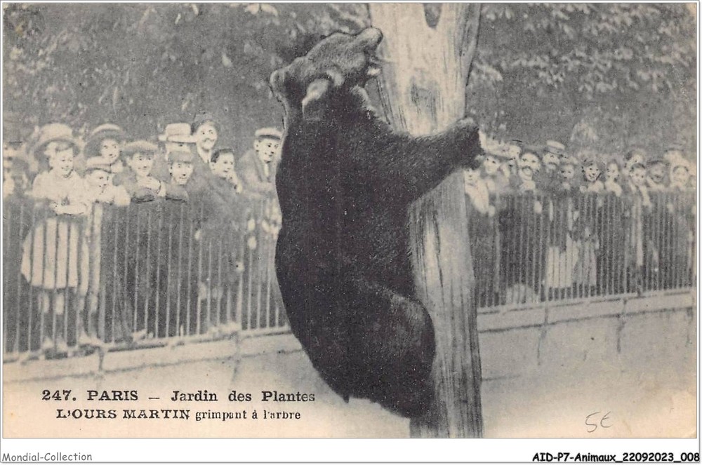 AIDP7-ANIMALS-0588 - Paris - Garden Of Plants - The Climbing Bear Martin
