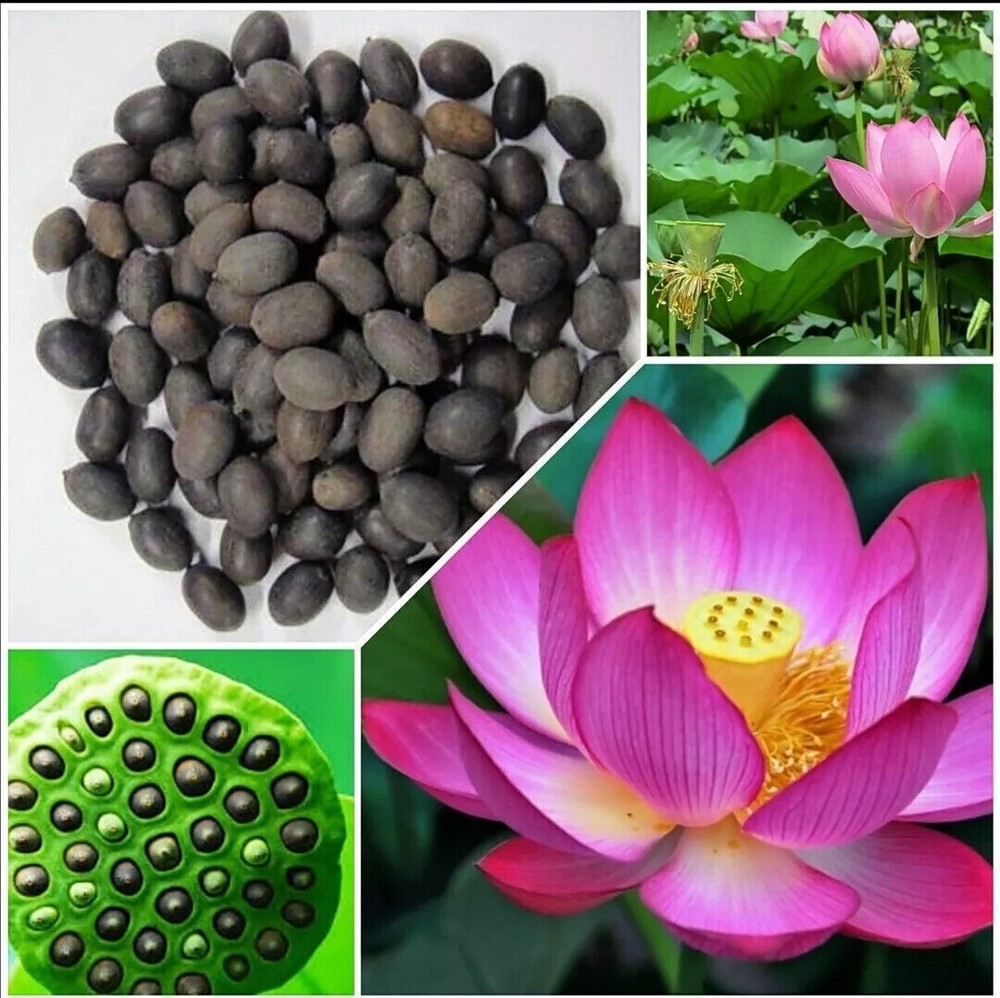 60x Seeds Lotus Flower Seed Hand Picked Aquatic Plants Water Garden Lotus Hot